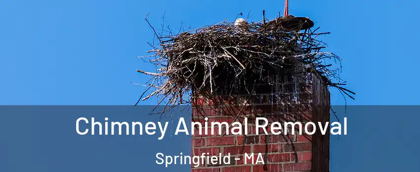 Chimney Animal Removal Springfield - MA