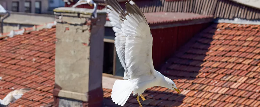 Residential Chimney Animal Removal Solution in Springfield, MA