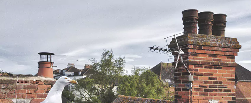 Chimney Cleaning And Restoration in Springfield, Massachusetts
